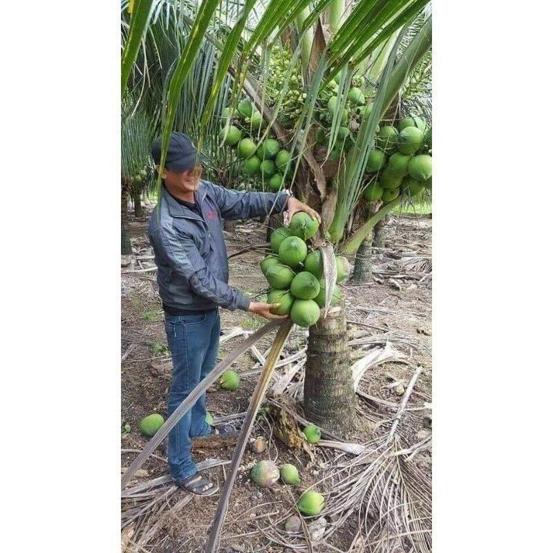 CÂY GIỐNG DỪA XIÊM XANH LÙN CHO TRÁI SAU 1 NĂM TRÔNG