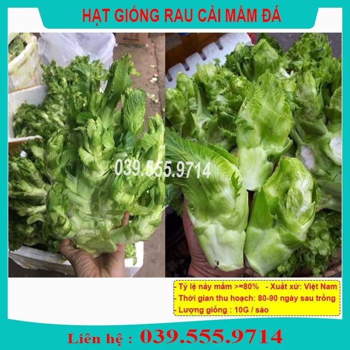 Hạt Giống Rau Cải Mầm Đá