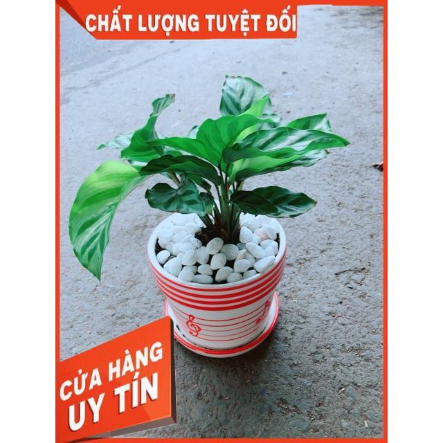 Chậu Đuôi Công Xanh