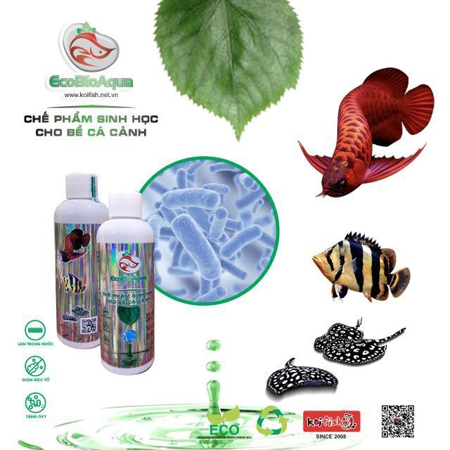 Tạo vi sinh cho hồ cá/bể cá - Koifish
