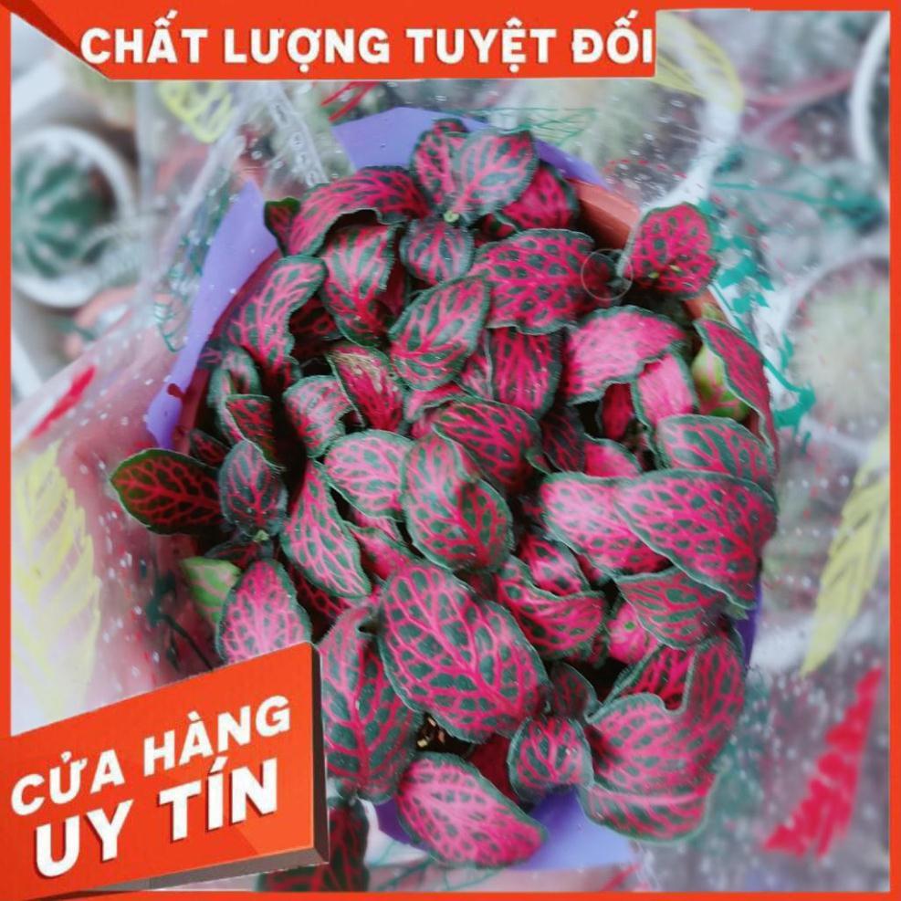 Lá cẩm nhung hay lá may mắn  Nhiều Người Mua