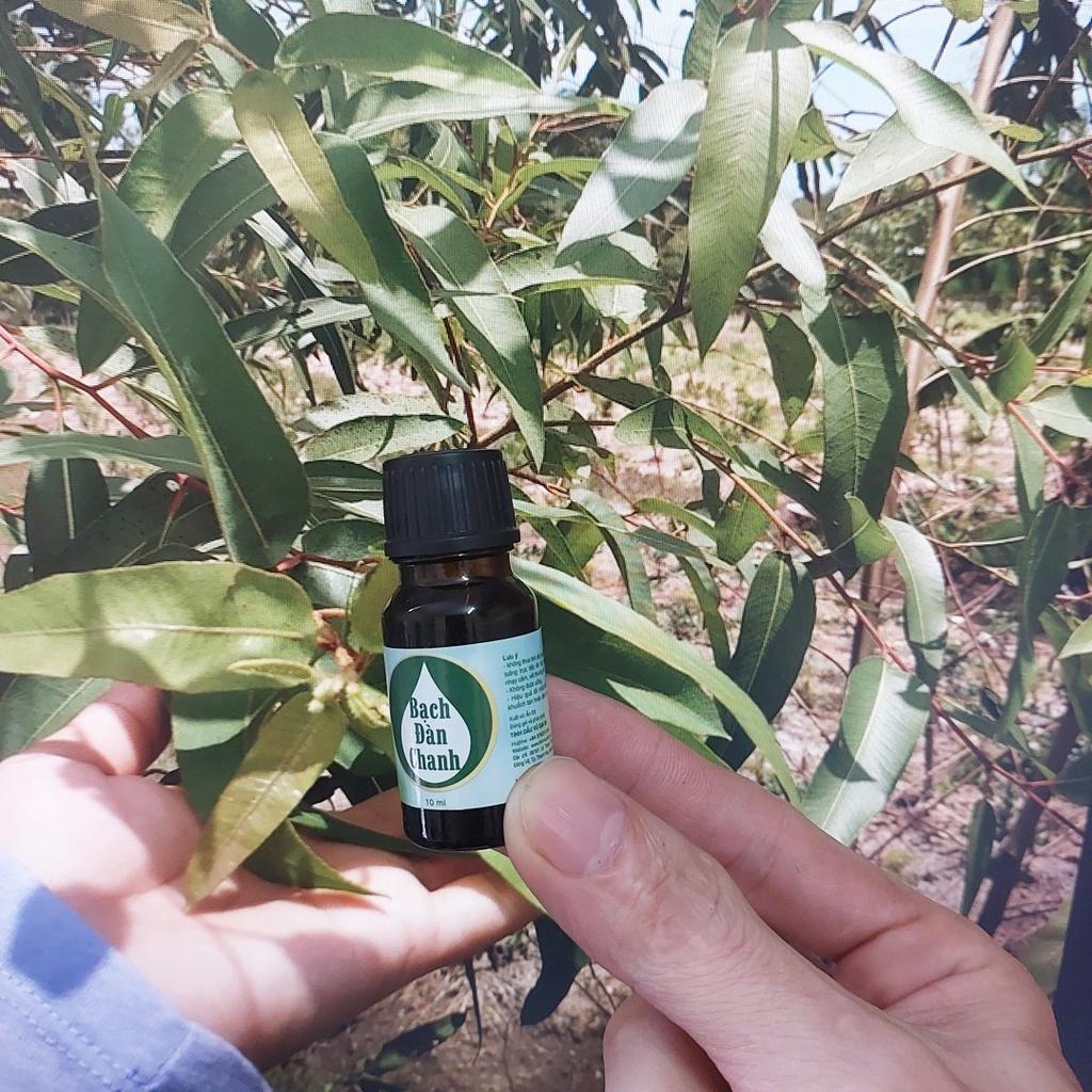 Tinh dầu bạch đàn chanh nguyên chất 10ml 20ml 50ml