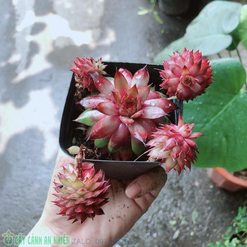 Sen Đá Phật Bà Đỏ