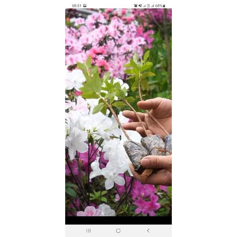 Đỗ quyên cây giống nhiều màu