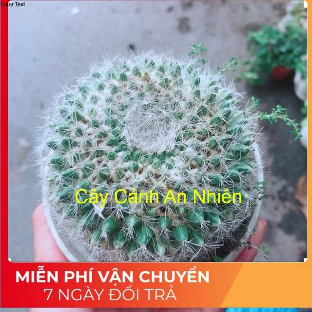 Xương Rồng Bánh Sinh Nhật