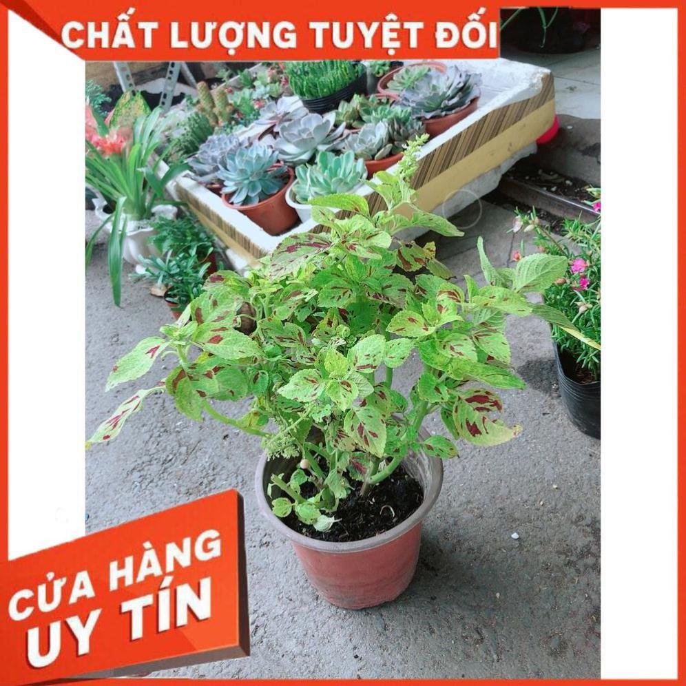 Cây Lá Gấm Vàng