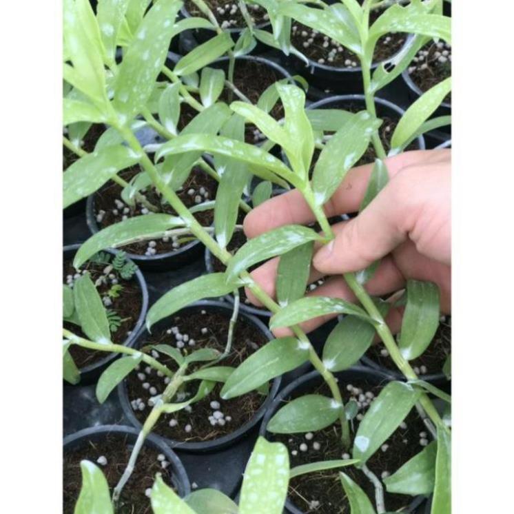 Hoa phong lan - phi điệp phú thọ mắt đỏ ki mập khỏe ấm chậu