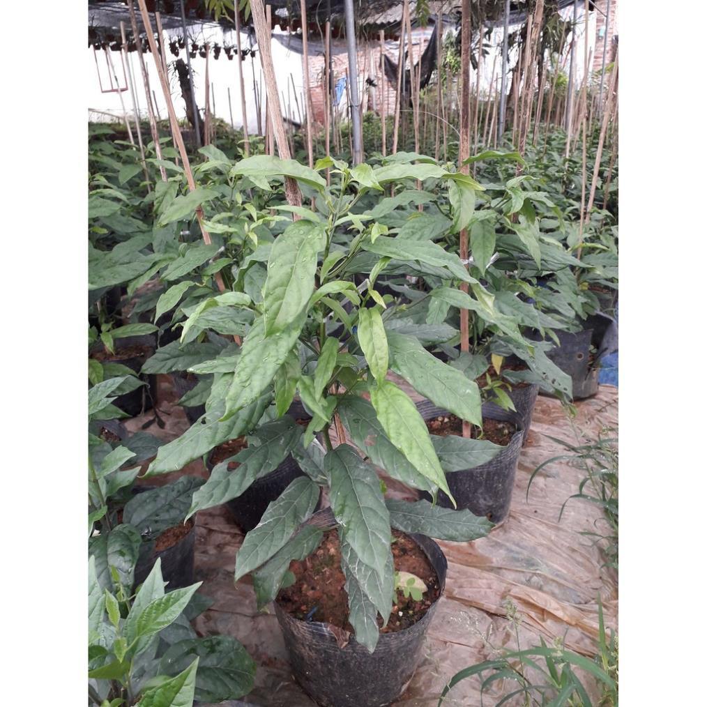 CHẬU CÂY " Dạ Ngọc Minh Châu " – hoa chơi tết mang lại tài lộc + Tặng 01 cây dâu da đất