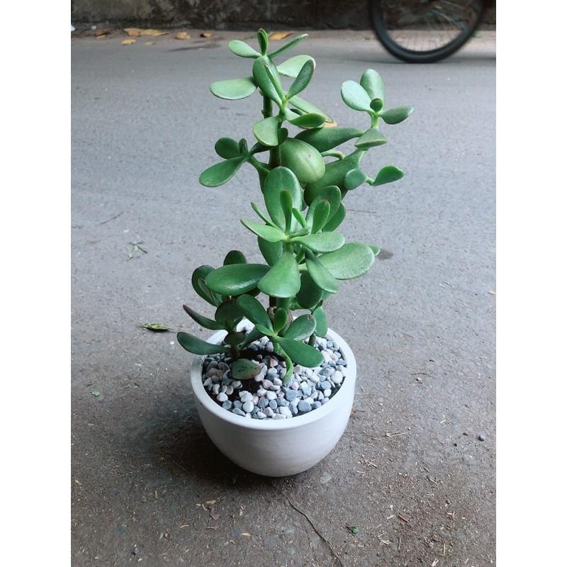 Chậu Cây Ngọc Bích