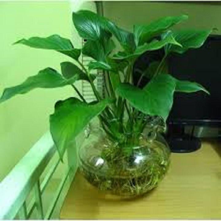 CHẬU CÂY BÁCH THỦY TIÊN