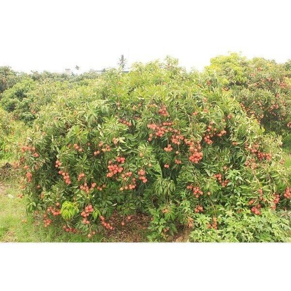 CÂY GIỐNG VẢI THIỀU LỤC NGẠN