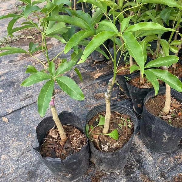 Cây giống BÁNH KEM , quả ăn hương vị như bánh kem