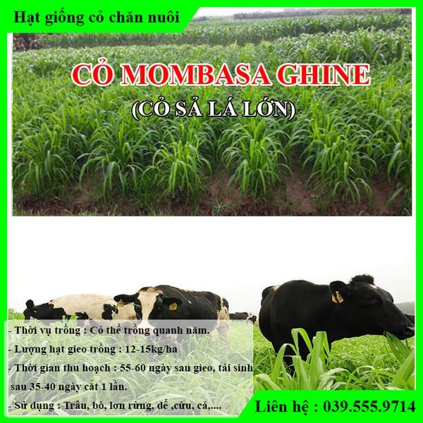 2 Loại Hạt Giống Cỏ Chăn Nuôi Voi Lai 500g & Cỏ sả lá lớn Mombasa Ghine 500g
