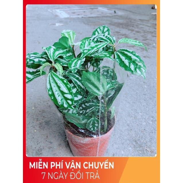 Cây Lá Dưa Hấu