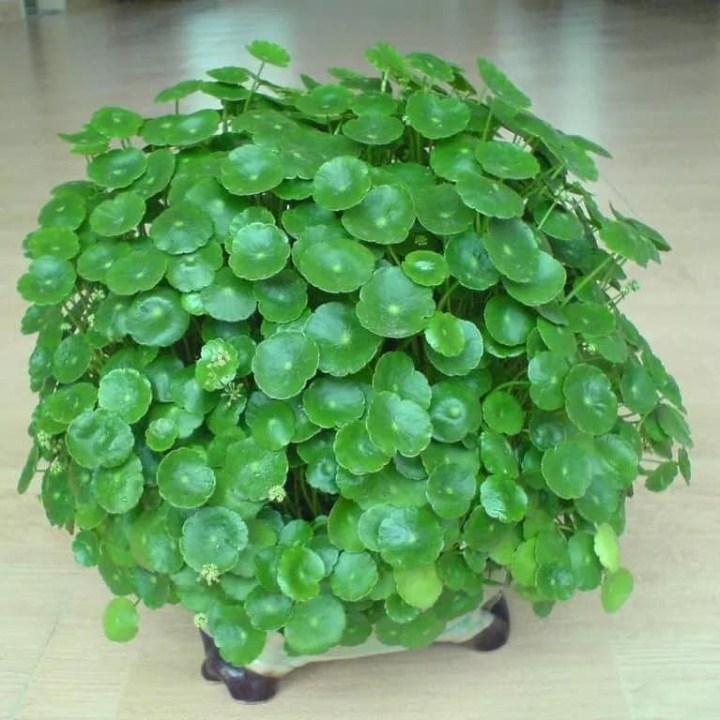Gói 40 hạt giống cỏ kim tiền