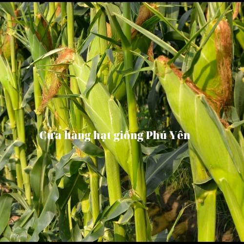 1 kg Hạt giống bắp ngọt rồng vàng F1 trái to
