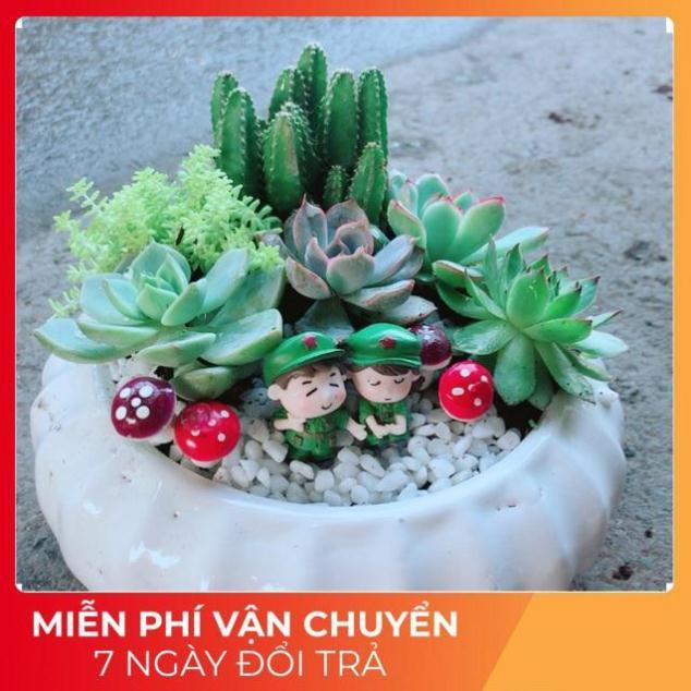 Chậu Sen Đá Tiểu Cảnh