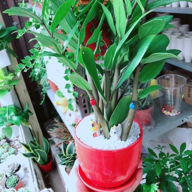 Chậu Kim Tiền