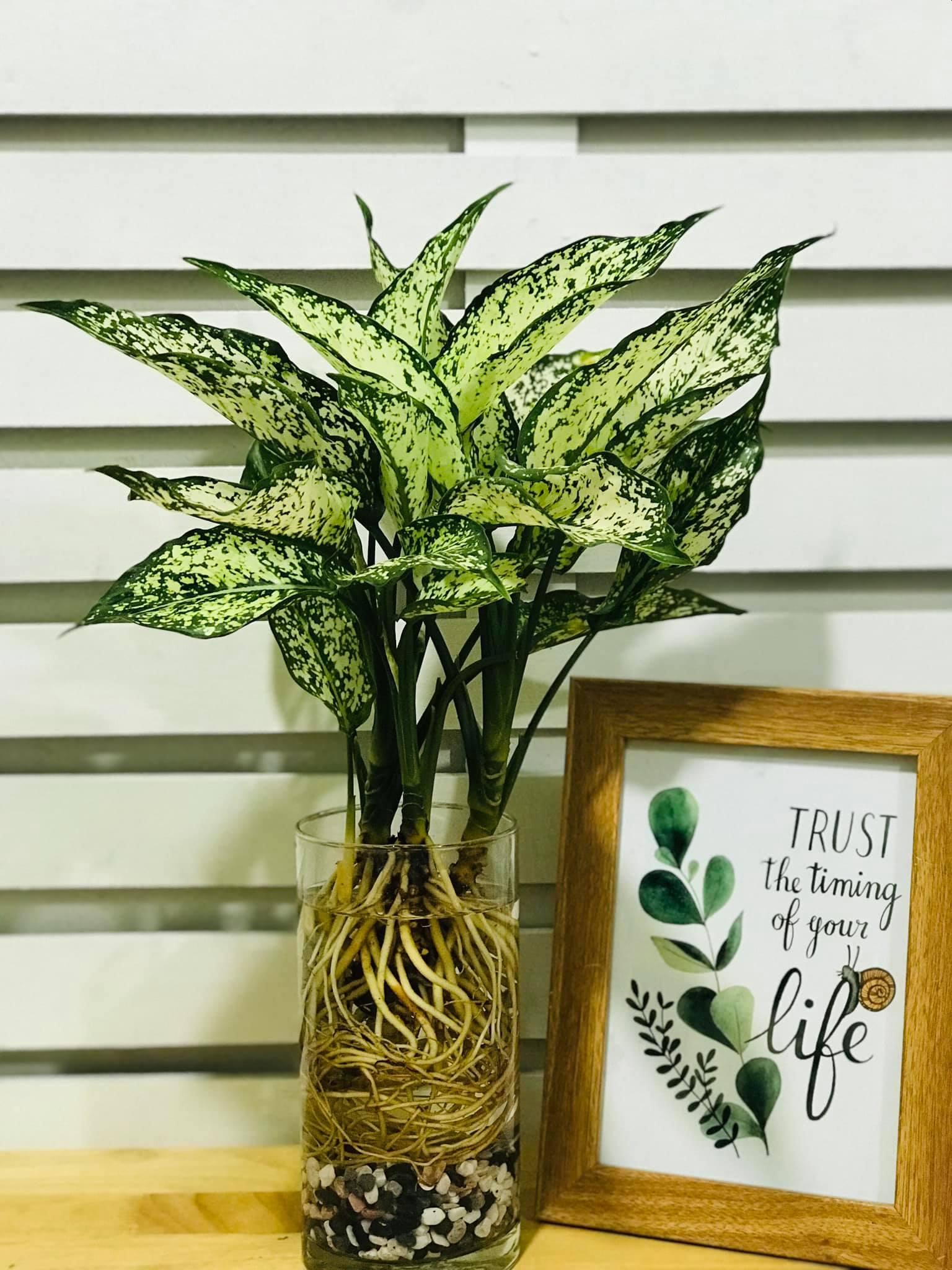 Cây Ngọc Ngân Thủy Sinh