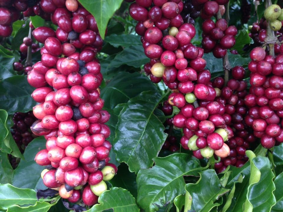 Cà Phê Nguyên Chất Baka - Culi (Bì 500g)