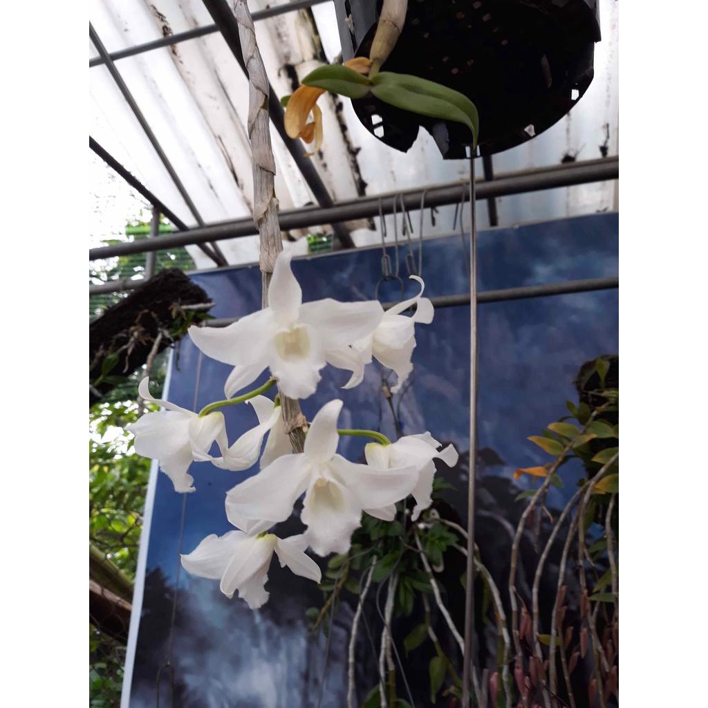 Hoa phong lan phi điệp trắng
