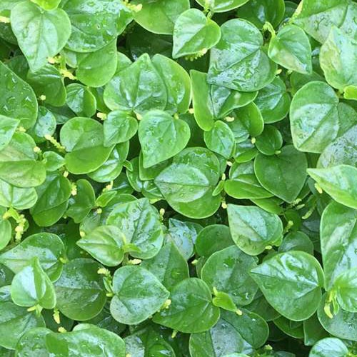 Hạt giống Rau càng cua 666