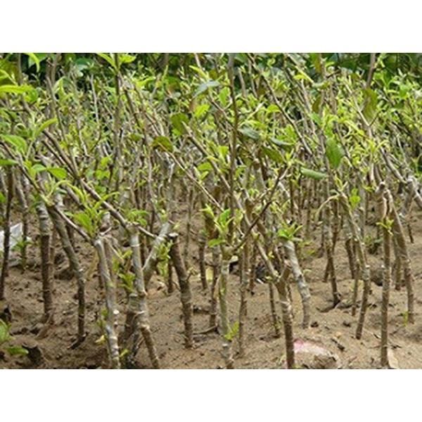 Giống Cây Táo Đại