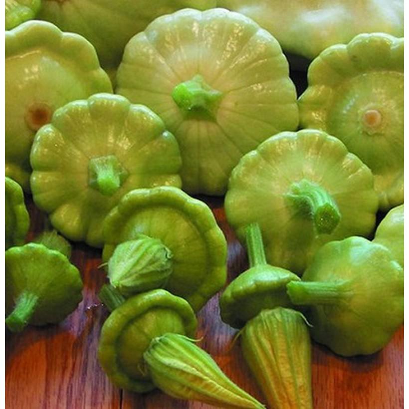 Hạt Giống Bí Đĩa Bay Mix Màu - 10 Hạt - tặng 3 viên nén ươm hạt