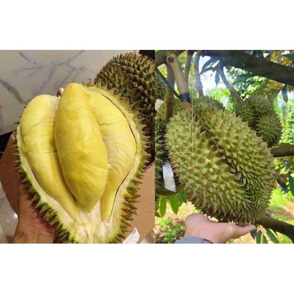 Cây giống Sầu Riêng óc khỉ