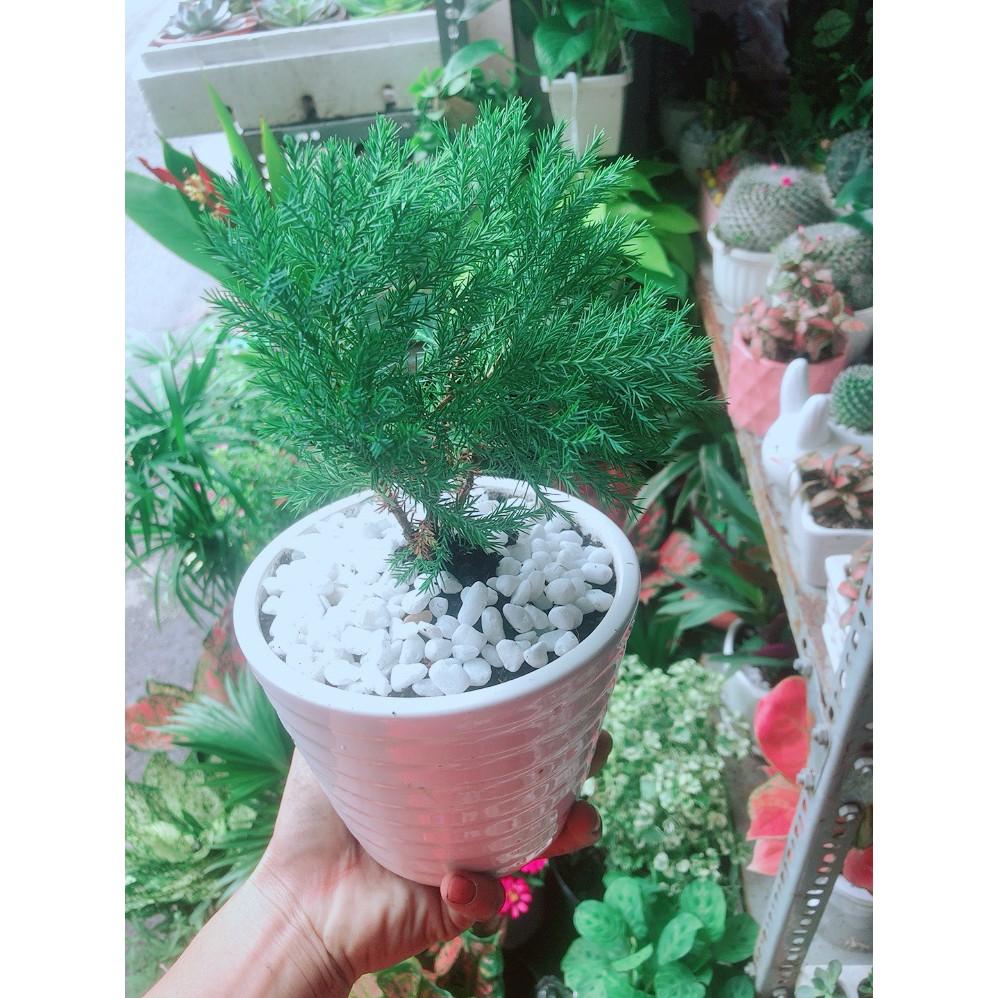 Chậu Tùng Bồng Lai