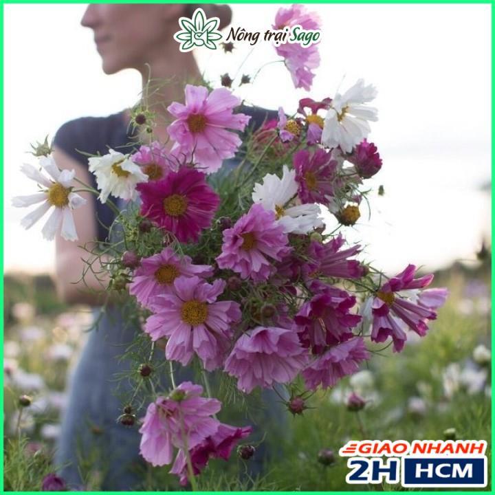 Hạt giống Hoa Cánh Bướm Kép Nhiều Màu, Dễ Trồng - Nông Trại Sago
