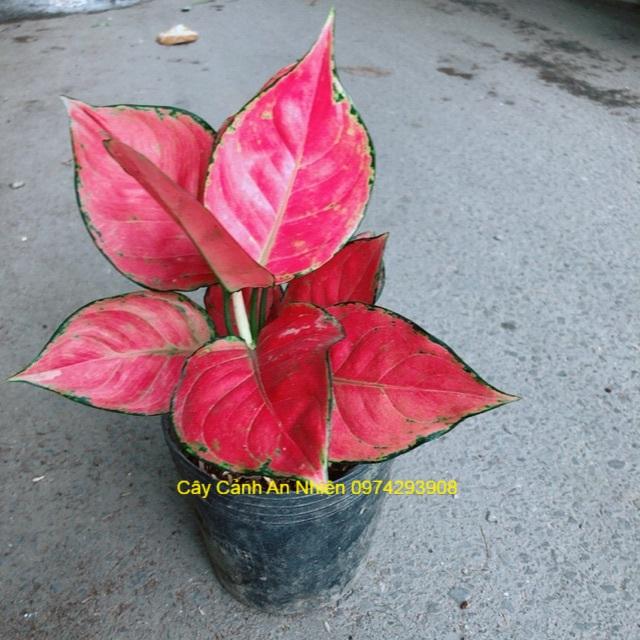 Vạn Lộc Đỏ