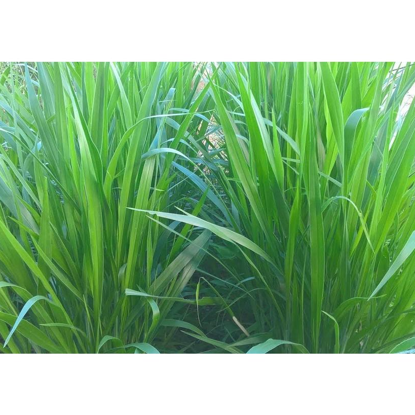 Hạt giống cỏ Mulato II - Cỏ Sả Dinh Dưỡng