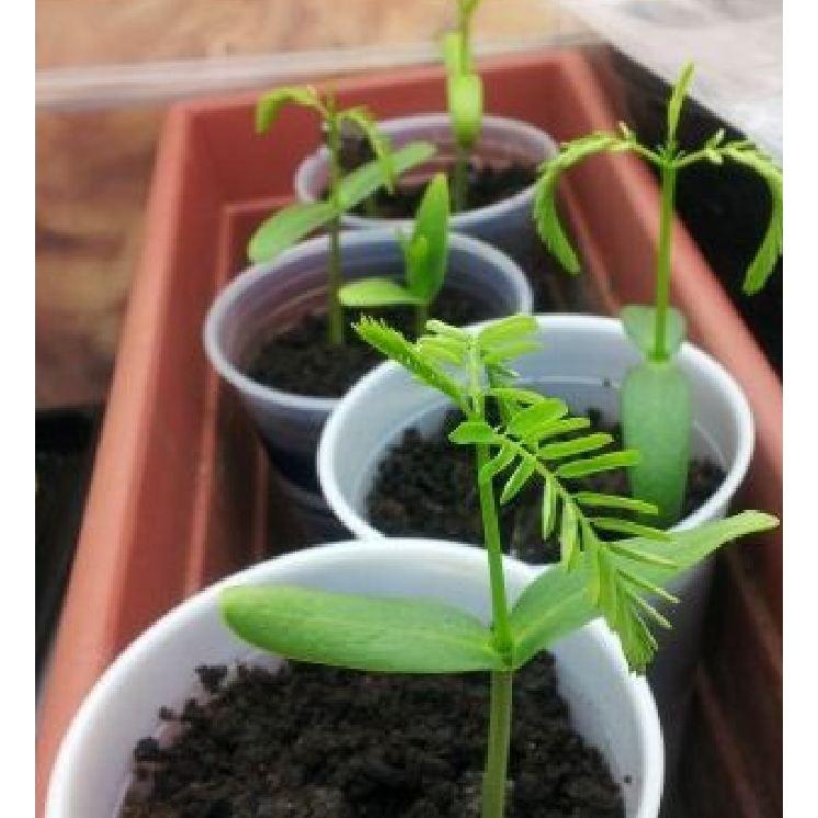 Hạt giống hoa phượng vĩ tím 5 hạt/gói