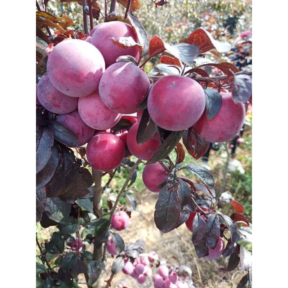 Mận đỏ thân lá đỏ, quả đỏ, to đệp, ăn ngọt. Cây giống chuẩn