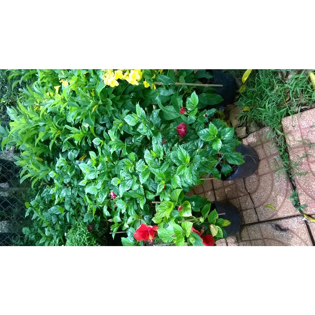 CÂY giống HOA DÂM BỤT.