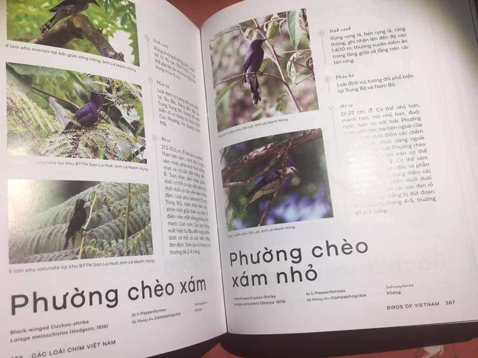 CÁC LOÀI CHIM VIỆT NAM - SÁCH BÌA CỨNG IN MÀU TOÀN BỘ