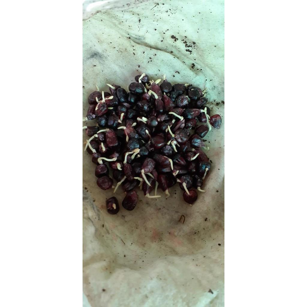 Hạt giống ngô nếp tím Thái Lan _gói 1kg