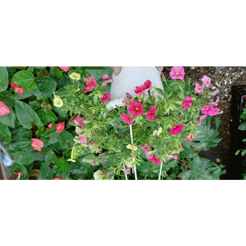 Chậu Cây Triệu Chuông