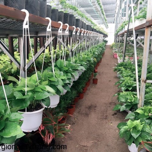 50 chậu treo trắng trơn đường kính 20x15cm-77472