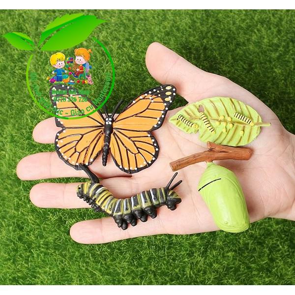 Mô hình vòng đời của bướm - Butterfly life cycle