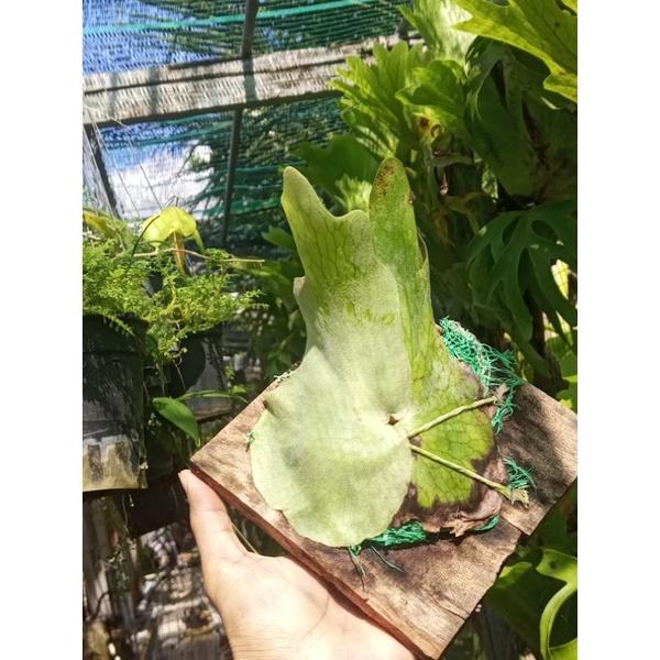 Ổ rồng Holttumi siêu mini, đã bám gỗ