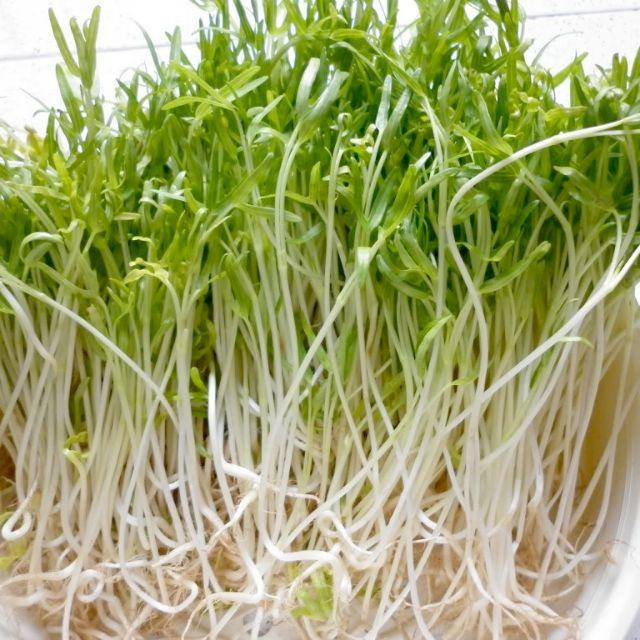 Combo 2 gói Hạt Giống Mầm Rau Muống Thái Lan-gói 50 gram