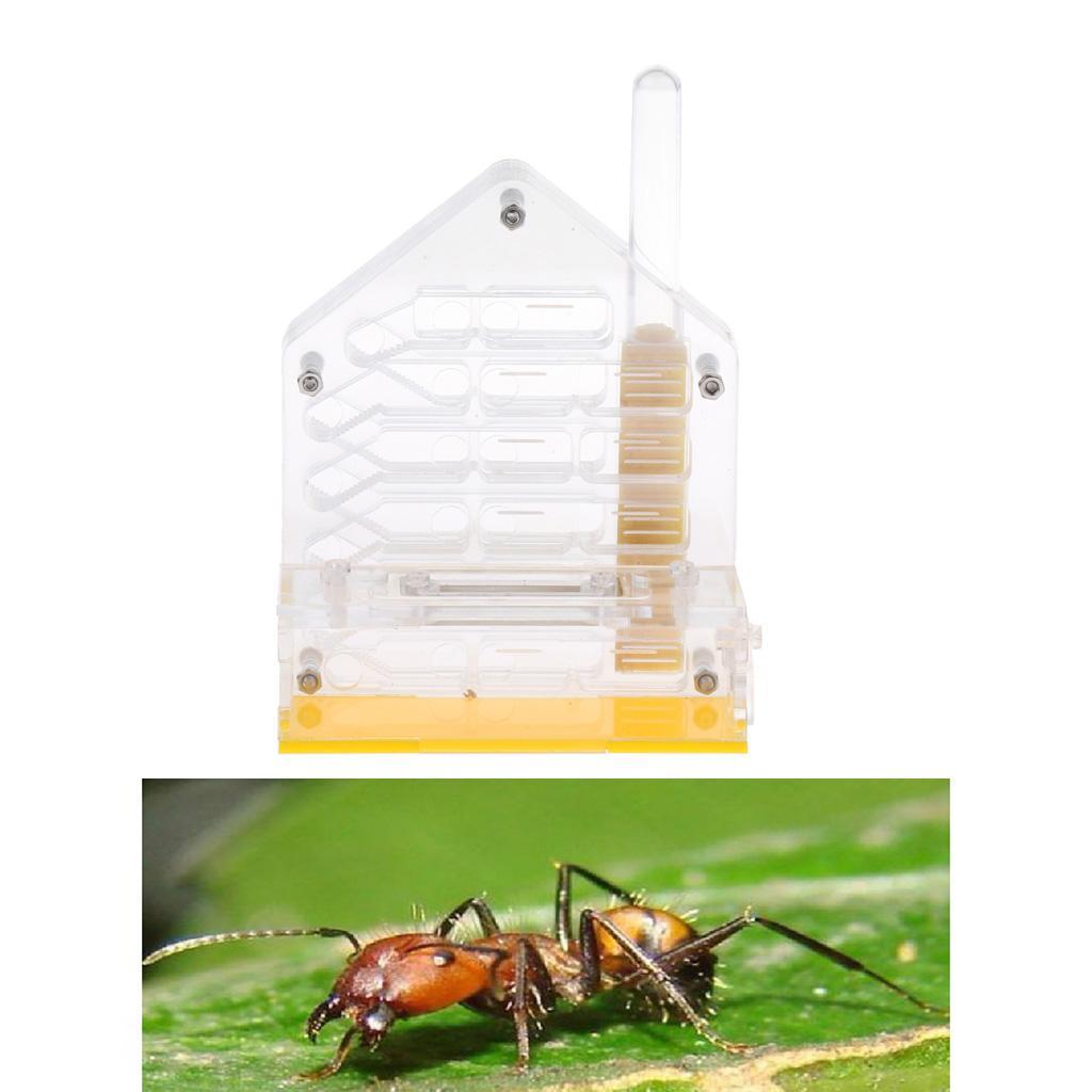 Clear Insect Ant Housing Acrylic Nest Ants Feed Farm Formicarium Box