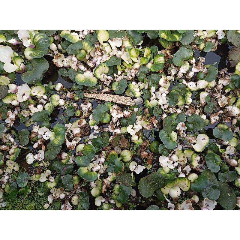 Hoa đu đủ đực phơi khô 1kg
