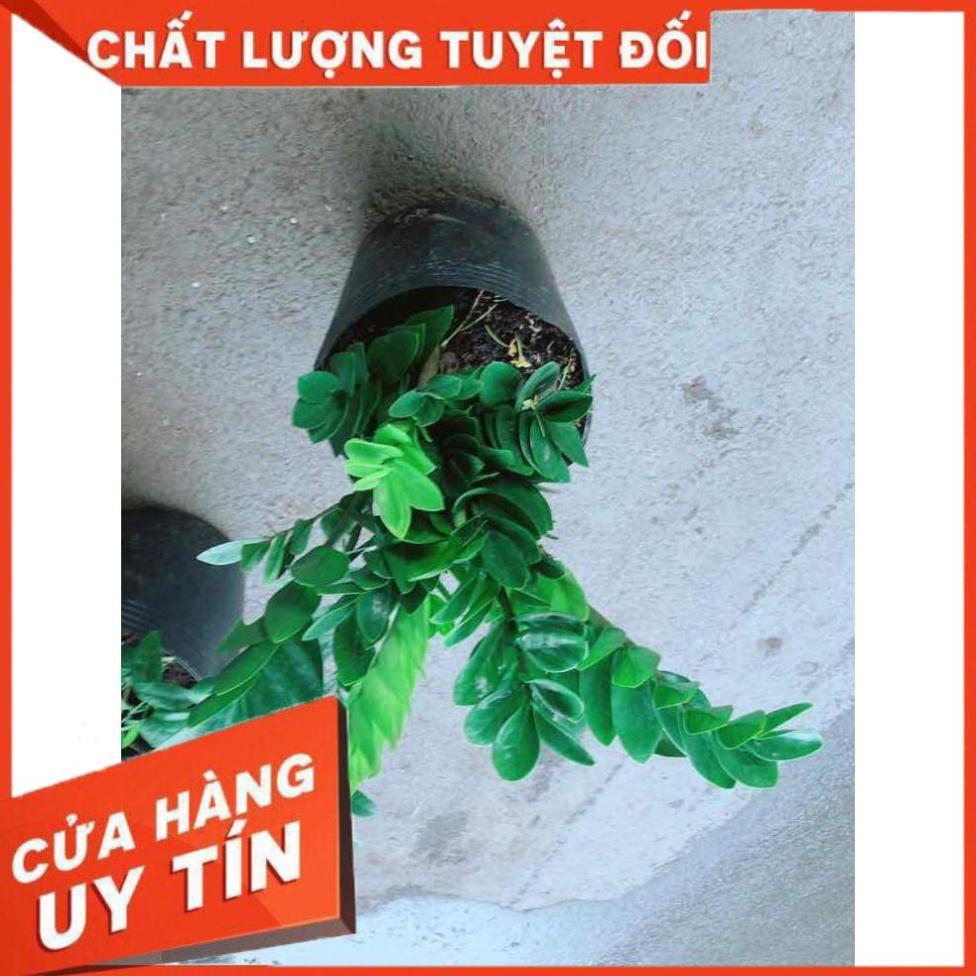 Kim Tiền Size Đại Nhiều Người Mua