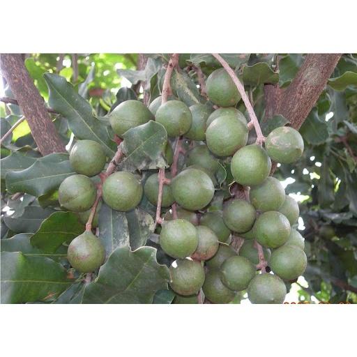 Cây giống Mắc Ca A16 CÂY ghép cao 1,5 m. . ()