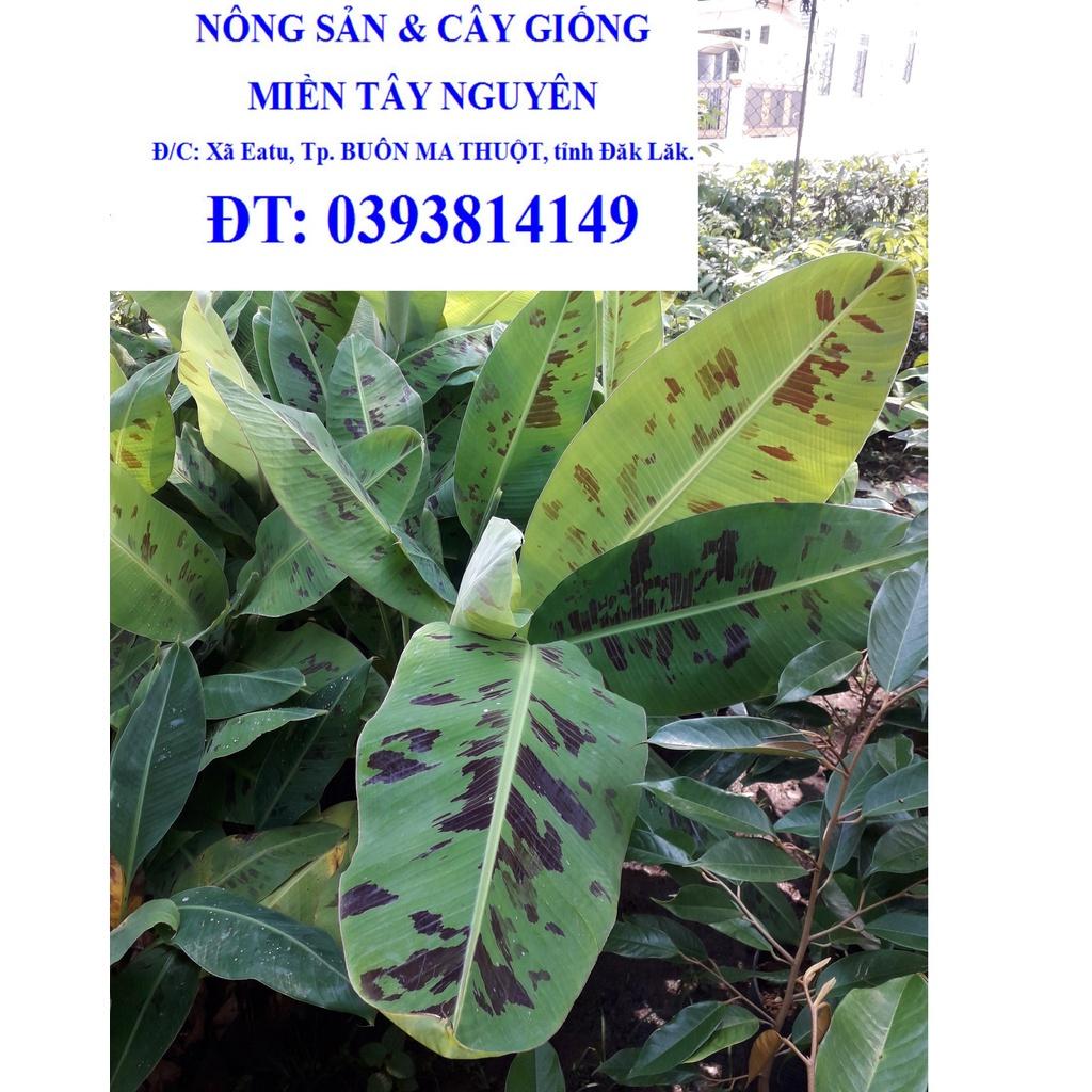 Cây giống Chuối Già NAM MỸ khổng lồ CAO 2M như hình. .