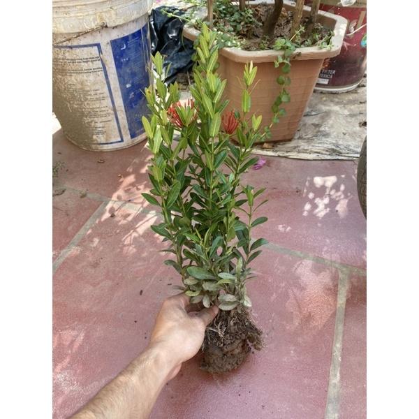Cây hoa mẫu đơn giống trồng bịch đen cao 20cm