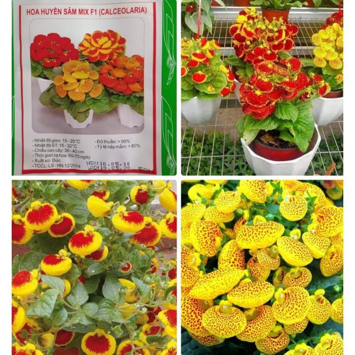Hạt giống hoa huyền sâm mix màu -1 gói 30 hạt